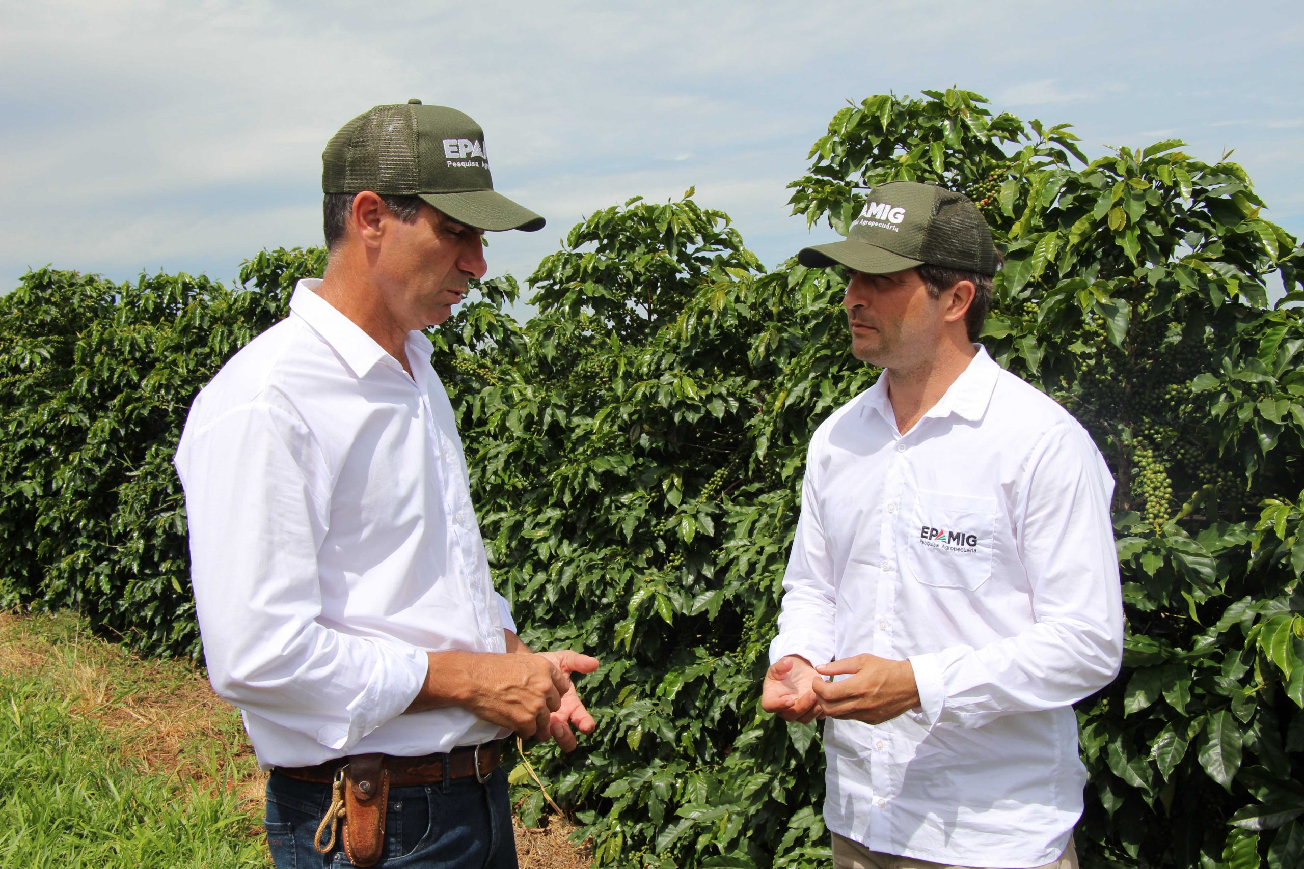 Pesquisas em melhoramento genético subsidiam a renovação do parque cafeeiro de Minas e rendem bebidas de excelência / Foto: Reprodução 