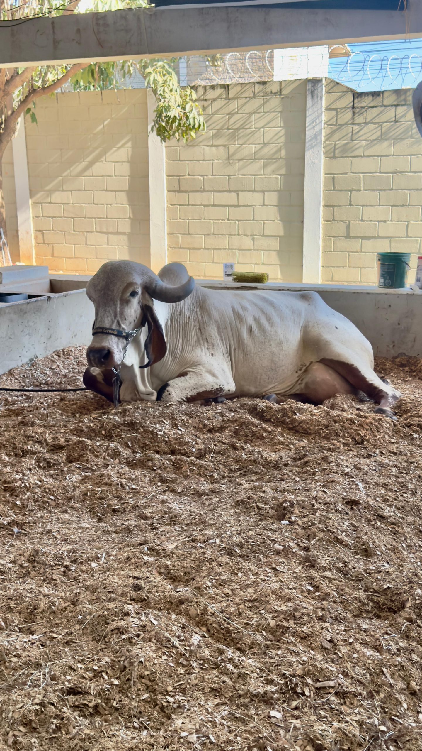 VACA BLOGUER FIV RIBEIRÃO GRANDE QUEBROU O RECORDE MUNDIAL / Foto: Reprodução/Arquivo Pessoal