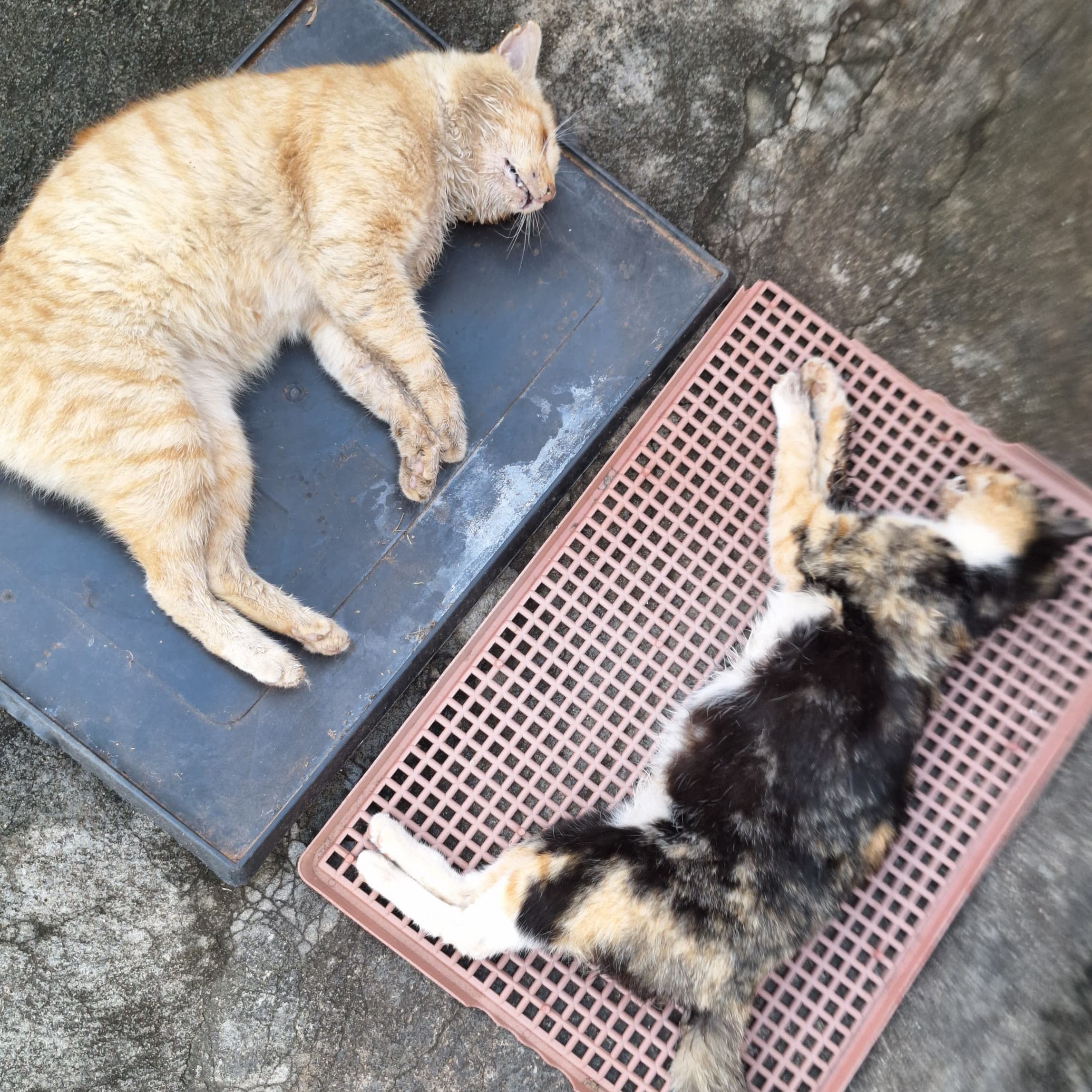 Dois gatos comunitários são envenenados no Planalto, em Passos / Reprodução/ Arquivo pessoal