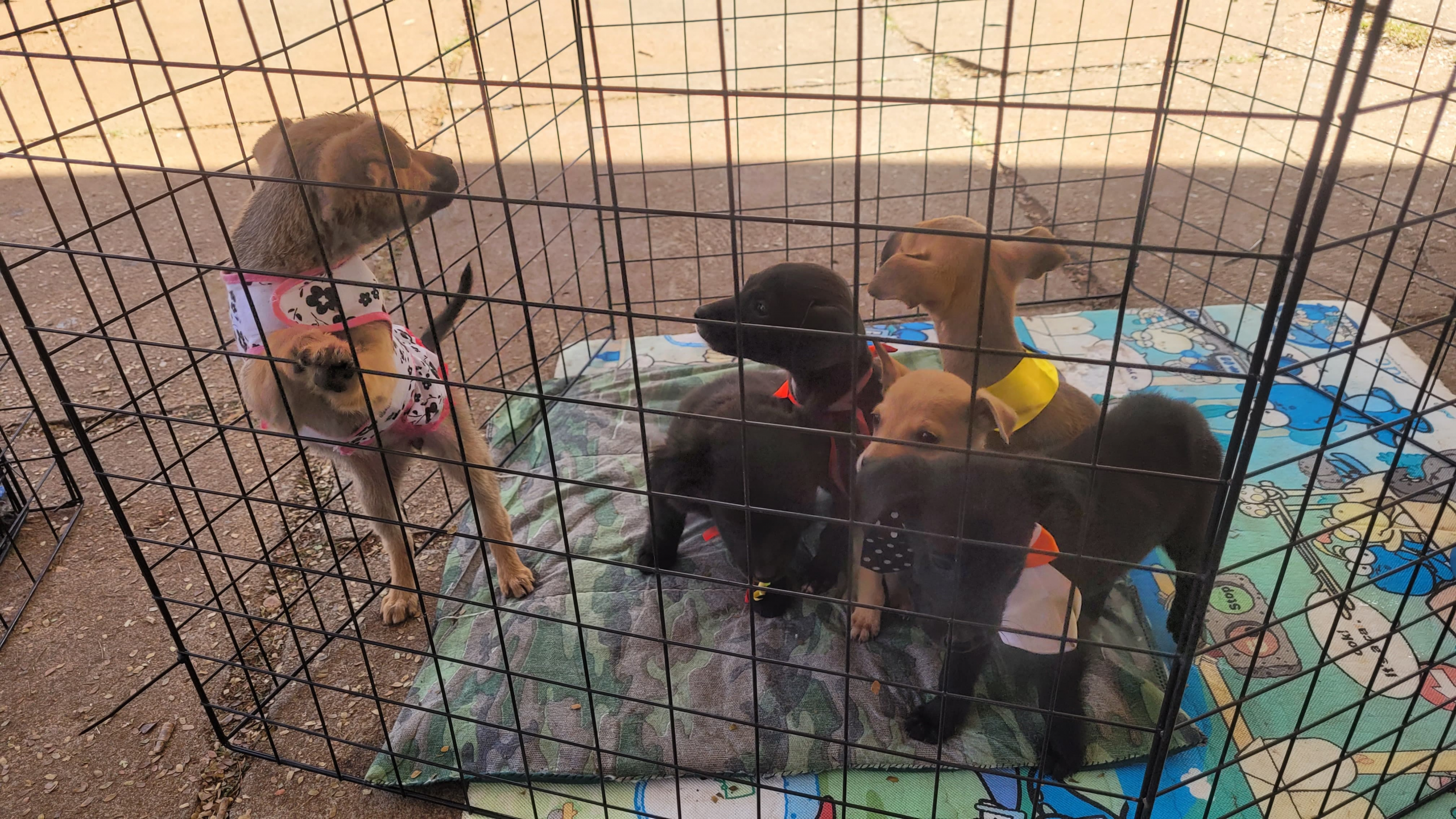 ONG se prepara para exercitar animais junto aos donos em academia / Foto: Reprodução/ Acervo FM